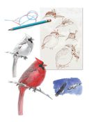 Как рисовать птиц — фото, картинка — 7