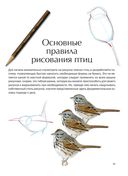 Как рисовать птиц — фото, картинка — 8