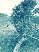 Лисёнок — фото, картинка — 11