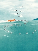 Лисёнок — фото, картинка — 5