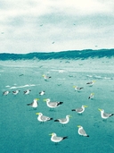 Лисёнок — фото, картинка — 6