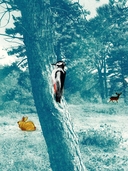 Лисёнок — фото, картинка — 9