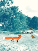 Лисёнок — фото, картинка — 10