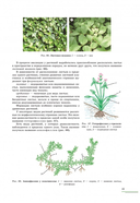 Ботаника — фото, картинка — 3