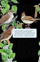 Певчие птицы. Средняя полоса европейской части России. Определитель с голосами птиц — фото, картинка — 4