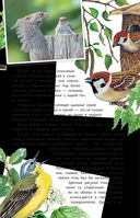 Певчие птицы. Средняя полоса европейской части России. Определитель с голосами птиц — фото, картинка — 5