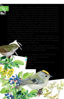 Певчие птицы. Средняя полоса европейской части России. Определитель с голосами птиц — фото, картинка — 6