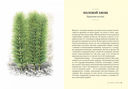 Травы: Природный источник жизненной силы — фото, картинка — 2