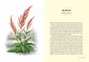 Травы: Природный источник жизненной силы — фото, картинка — 3