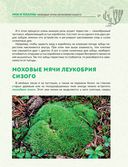 Загадочный мир белорусской природы. Тайная жизнь растений — фото, картинка — 3