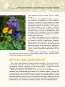 Загадочный мир белорусской природы. Тайная жизнь растений — фото, картинка — 4