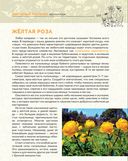 Загадочный мир белорусской природы. Тайная жизнь растений — фото, картинка — 6