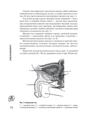 Пиелонефрит. Методы диагностики, лечение, профилактика рецидивов — фото, картинка — 13
