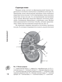 Пиелонефрит. Методы диагностики, лечение, профилактика рецидивов — фото, картинка — 15