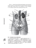 Пиелонефрит. Методы диагностики, лечение, профилактика рецидивов — фото, картинка — 11