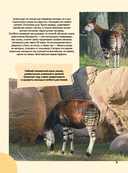 Животные — фото, картинка — 9