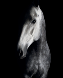 Лошади. Портреты, вдохновленные Рембрандтом. Эксклюзивный фотоальбом — фото, картинка — 11