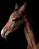 Лошади. Портреты, вдохновленные Рембрандтом. Эксклюзивный фотоальбом — фото, картинка — 13