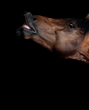 Лошади. Портреты, вдохновленные Рембрандтом. Эксклюзивный фотоальбом — фото, картинка — 14