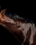 Лошади. Портреты, вдохновленные Рембрандтом. Эксклюзивный фотоальбом — фото, картинка — 15