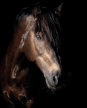 Лошади. Портреты, вдохновленные Рембрандтом. Эксклюзивный фотоальбом — фото, картинка — 4