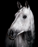 Лошади. Портреты, вдохновленные Рембрандтом. Эксклюзивный фотоальбом — фото, картинка — 7