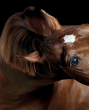 Лошади. Портреты, вдохновленные Рембрандтом. Эксклюзивный фотоальбом — фото, картинка — 8