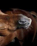 Лошади. Портреты, вдохновленные Рембрандтом. Эксклюзивный фотоальбом — фото, картинка — 9