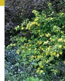 Цветники. 85 лучших композиций — фото, картинка — 24