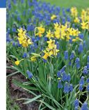 Цветники. 85 лучших композиций — фото, картинка — 26