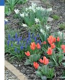 Цветники. 85 лучших композиций — фото, картинка — 28