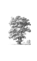 Яблочный пирог с загадкой — фото, картинка — 10