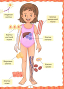 Анатомия для детей. Как устроено твоё тело — фото, картинка — 4