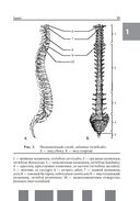 Анатомия человека. Полный компактный атлас — фото, картинка — 8