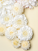 Георгины. Необыкновенные цветы для дома и сада — фото, картинка — 1