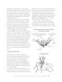 Георгины. Необыкновенные цветы для дома и сада — фото, картинка — 15