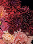 Георгины. Необыкновенные цветы для дома и сада — фото, картинка — 8