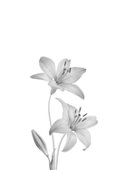 Утреннее сияние — фото, картинка — 1