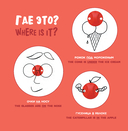 Что это? — фото, картинка — 9