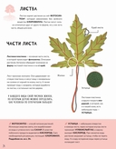 Тайны деревьев — фото, картинка — 7