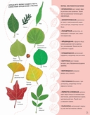 Тайны деревьев — фото, картинка — 8