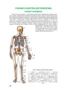 Анатомия человека — фото, картинка — 20