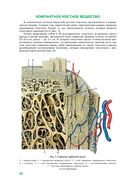 Анатомия человека — фото, картинка — 22