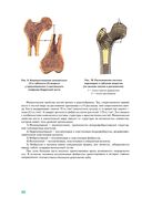 Анатомия человека — фото, картинка — 24