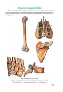 Анатомия человека — фото, картинка — 25