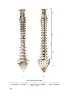 Анатомия человека — фото, картинка — 28