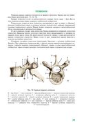 Анатомия человека — фото, картинка — 29