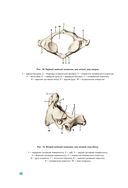 Анатомия человека — фото, картинка — 30