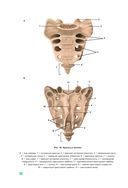 Анатомия человека — фото, картинка — 32