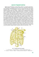 Анатомия человека — фото, картинка — 33